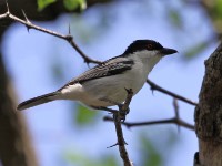 Black-backed Puffback (Dryoscopus cubla)