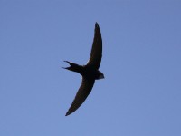 White-rumped Swift (Apus caffer)