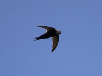 White-rumped Swift (Apus caffer)