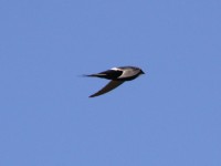 White-rumped Swift (Apus caffer)