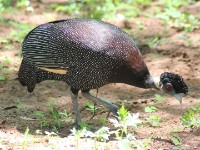 Crested Guineafowl (Guttera pucherani)