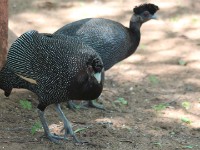 Crested Guineafowl (Guttera pucherani)