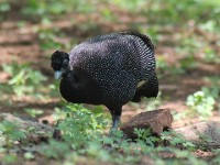 Crested Guineafowl (Guttera pucherani)