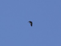 White-backed Vulture (Gyps africanus)
