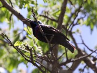 Purple-banded Sunbird (Cinnyris bifasciatus)
