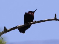 Purple-banded Sunbird (Cinnyris bifasciatus)