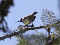 White-bellied Sunbird (Cinnyris talatala)