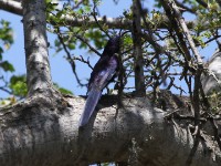 Common Scimitarbill (Rhinopomastus cyanomelas)