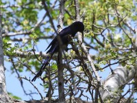 Common Scimitarbill (Rhinopomastus cyanomelas)