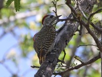 Cardinal Woodpecker (Dendropicos fuscescens)