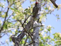 Cardinal Woodpecker (Dendropicos fuscescens)