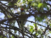 Red-fronted Tinkerbird (Pogoniulus pusillus)