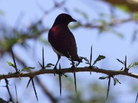 Violet-backed Starling (Cinnyricinclus leucogaster)
