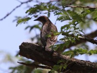 Violet-backed Starling (Cinnyricinclus leucogaster)