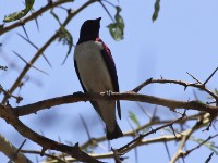 Violet-backed Starling (Cinnyricinclus leucogaster)