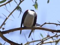 Violet-backed Starling (Cinnyricinclus leucogaster)