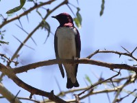 Violet-backed Starling (Cinnyricinclus leucogaster)