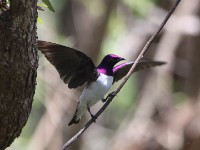 Violet-backed Starling (Cinnyricinclus leucogaster)