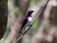 Violet-backed Starling (Cinnyricinclus leucogaster)
