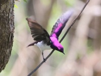 Violet-backed Starling (Cinnyricinclus leucogaster)