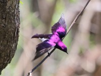 Violet-backed Starling (Cinnyricinclus leucogaster)