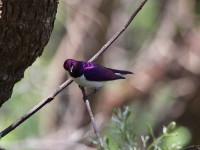 Violet-backed Starling (Cinnyricinclus leucogaster)