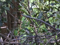 Boomslang (Dispholidus typus)