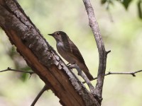 Spotted Flycatcher (Muscicapa striata)