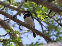 Chinspot Batis (Batis molitor)