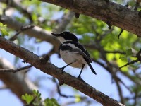 Chinspot Batis (Batis molitor)