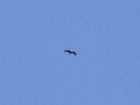 Wahlberg's Eagle (Hieraaetus wahlbergi) ?