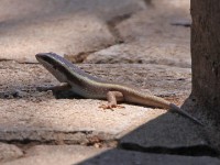 Lizzard sp.