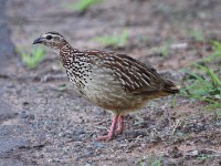 Crested Francolin (Dendroperdix sephaena)