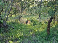Leopard (Panthera pardus)