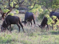 Blue Wildebeest (Connochaetes taurinus)
