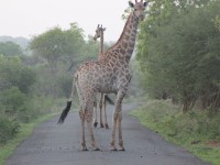 South African Giraffe (Giraffa camelopardalis giraffa)