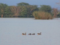 Egyptian Goose (Alopochen aegyptiaca)