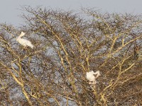 Pink-backed Pelican (Pelecanus rufescens) African Darter (Anhinga rufa)