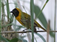 Lesser Masked Weaver (Ploceus intermedius)