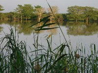 Nsumo Pan Mkuze Game Reserve