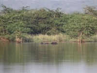 Hippopotamus (Hippopotamus amphibius)