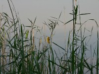 Eastern Golden Weaver (Ploceus subaureus)