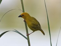 Eastern Golden Weaver (Ploceus subaureus)