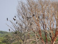 White-breasted Cormorant (Phalacrocorax lucidus)