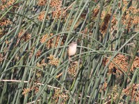 Tawny-flanked Prinia (Prinia subflava)