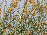 Tawny-flanked Prinia (Prinia subflava)