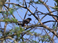 Retz's Helmetshrike (Prionops retzii)