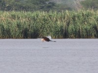 Goliath Heron (Ardea goliath)