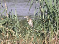 Squacco Heron (Ardeola ralloides)