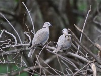 Ring-necked Dove (Streptopelia capicola)